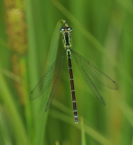 Female
8 July 2011 CO, Larimar Co.